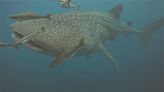 保育有成！南方四島海域驚見12米長鯨鯊