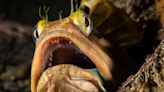 Sarcastic fringehead: The angry little fish that engages in mouth-to-mouth combat