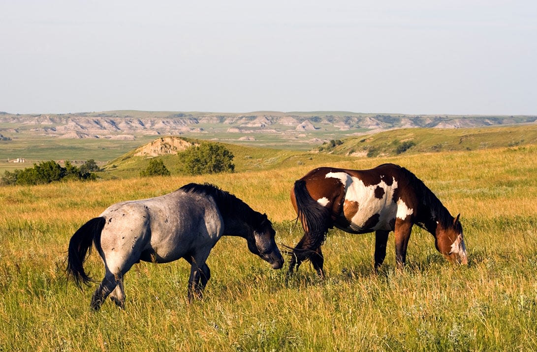 Wild horses will remain in North Dakota's Theodore Roosevelt National Park - Outdoor News