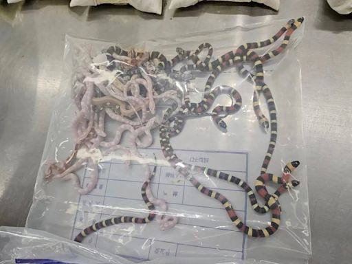 Man caught smuggling over 100 snakes stuffed in trousers from Hong Kong to China