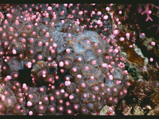 墾丁珊瑚產卵盛會 學者憂光害