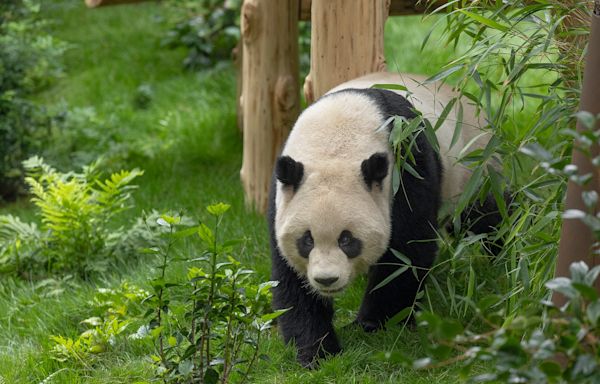 San Diego Zoo's giant pandas to debut next month: See Yun Chuan and Xin Bao settle in