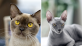 Scientists reveal which cat breeds live the longest