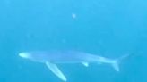 Moment woman comes face-to-face with 10 ft shark swimming off UK coast