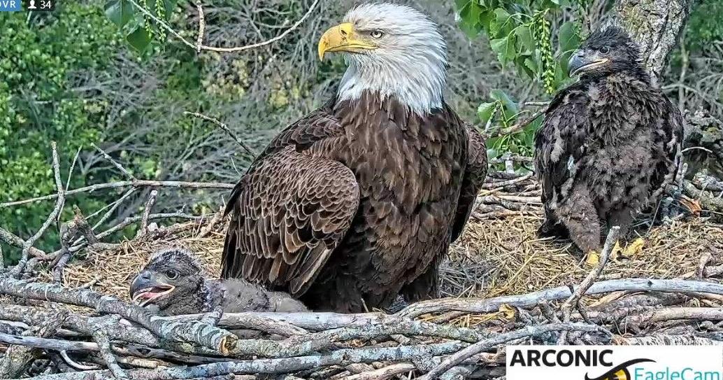 Arconic eaglets now have names, given in honor of an Iowa basketball star