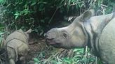 Critically Endangered Javan Rhino Calf Spotted in the Wild