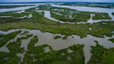 Scientists sound alarm over concerning discovery in Louisiana wetlands: 'A problem of utmost … importance'