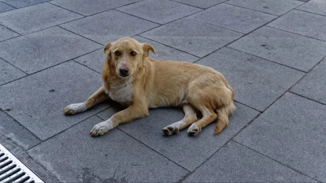 Neighborhood Dog Dragged Away by Animal Control in Arizona