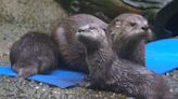 Report: River otters have returned to the San Marcos River