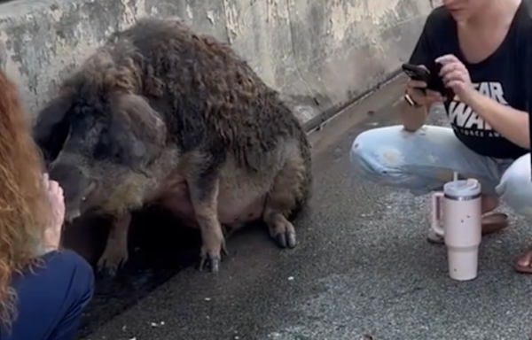 Kind Motorists Stop to Care for Rescue Pig Stranded on I-76 in Philadelphia