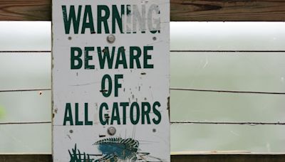 13 things to know about alligators in North Carolina