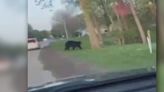 NEW VIDEO: Bear spotted roaming Jefferson County