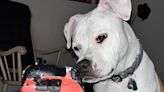 玩家曬出慘被愛犬摧殘的 Steam Deck遊戲機，意外發現他並不孤獨