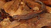 Should this salamander be the District’s official amphibian? - WTOP News