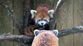 Utica Zoo welcomes a new furry friend: Khairo the red panda
