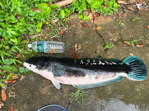 日月潭魚虎覓食準備過冬？ 釣友捕獲成魚愈來愈壯碩