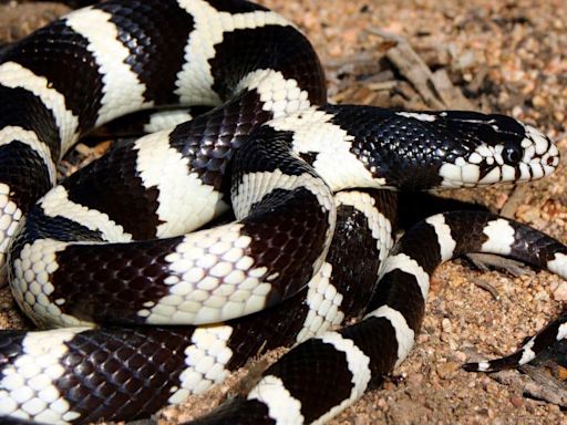 Black Snake With White Stripes — What Could It Be?