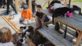 On this Japanese island, cats outnumber humans
