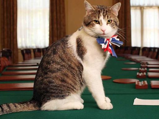 Larry el gato, que vive en Downing Street, le envía "importante" mensaje a Keir Starmer, nuevo premier británico