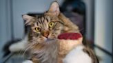 Siberian Cat's Adorable 'Silent Meows' Have People Talking