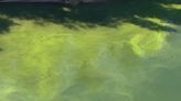 Look out for blue and green algae blooms