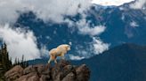 Study: Avalanches Cause Significant Mortality in Mountain Goat Populations
