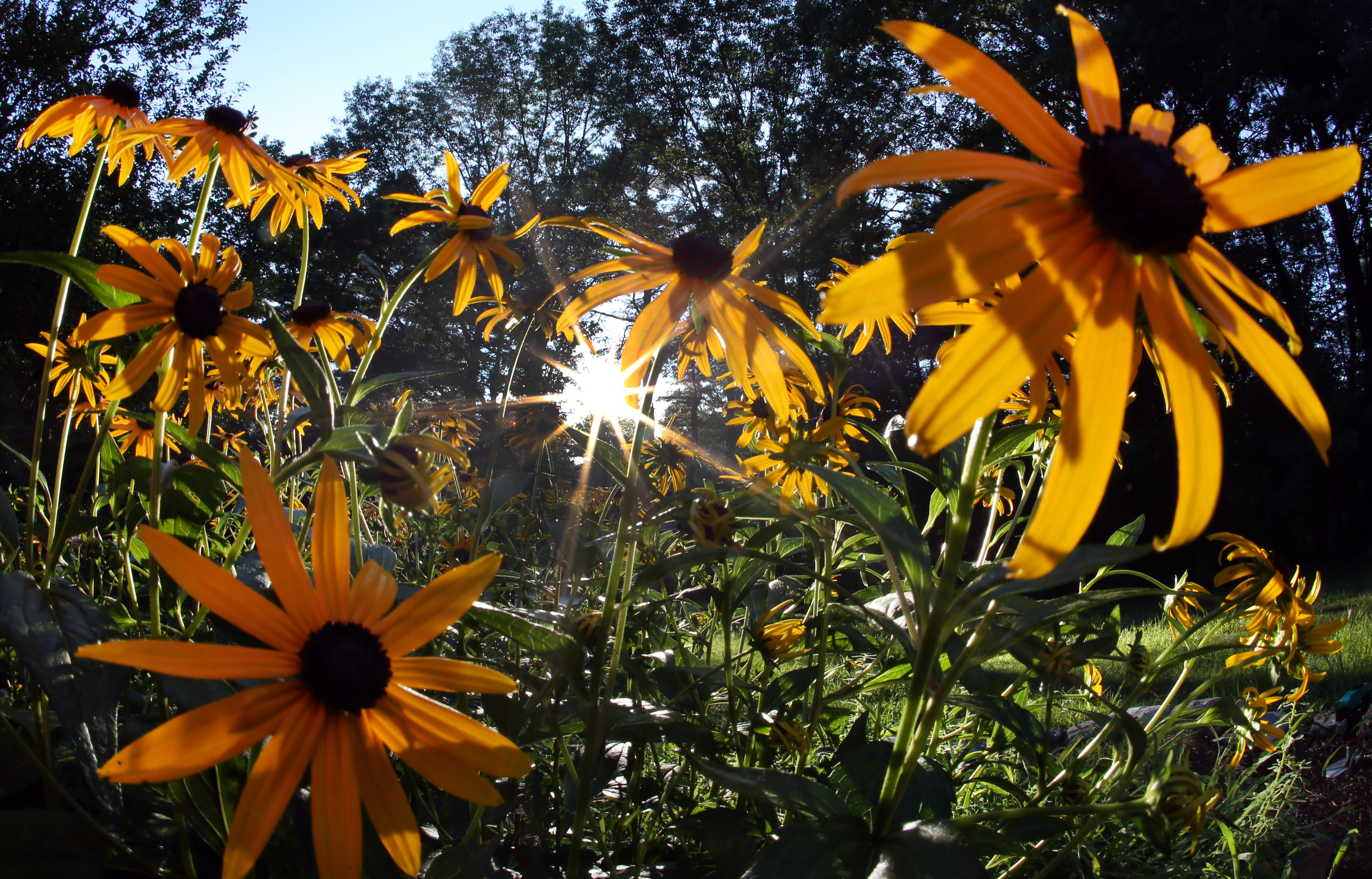 Ask Dave Epstein: How to get more than black-eyed Susans in a wildflower patch
