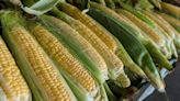Could Air Travel Be Big Business for Corn Ethanol Farmers?