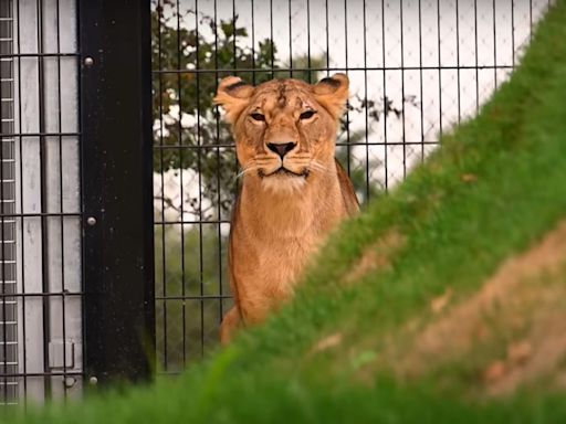 Lion Rescued in Ukraine from a Tiny Cage Tentatively Walks on Grass for First Time–WATCH