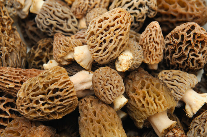 How to Find Morel Mushrooms: Foraging 101