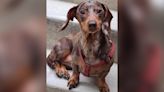 Teen girls busted for stealing still-missing Bronx pet dachshund named Milkshake