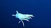 Rare Ghostly-Looking 'Dumbo' Octopus Spotted on Deep Sea Camera