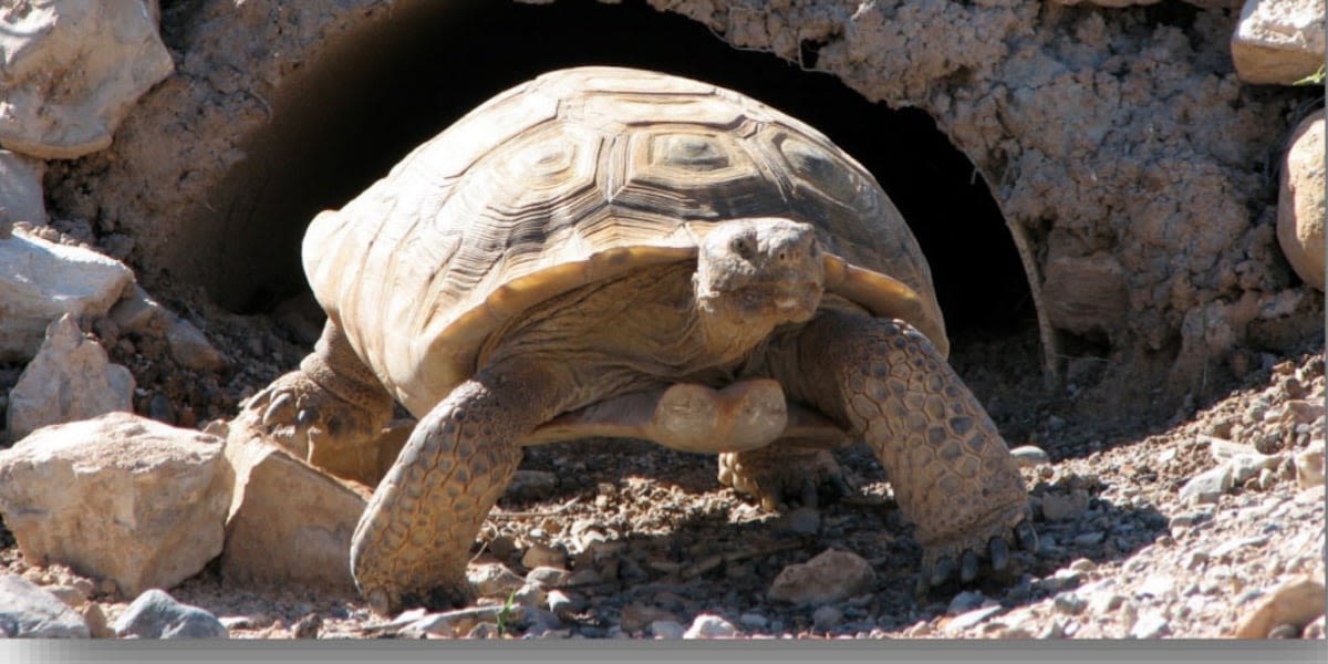 FIRST ON FOX5: Mojave Max emerges from burrow