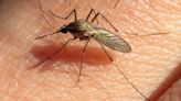 Superpoblación de mosquitos en el AMBA: cuál es la especie más abundante y en qué se diferencia de los del dengue