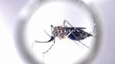 Dengue en Argentina: en qué consiste la revolucionaria técnica que promete combatir la invasión de mosquitos