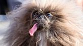 Dog with lolling tongue named world's ugliest in annual contest after five years of trying