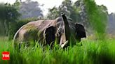 Farmer trampled to death by 3 wild elephants in Krishnagiri | Salem News - Times of India