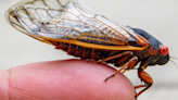 Mapping the 2024 Cicada Double Brood: Which States Will Feel the Buzz?