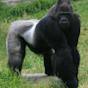 zoo Gorilla