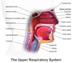 Hard palate