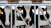 Dairy worker bird flu case shows need for protective gear, US CDC study shows