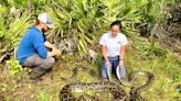 Invasive pythons in Florida: Just how far can these snakes slither up north?