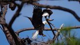 Southwest Florida Eagle Cam sees first eggs of the season. When will we see eaglets hatch?