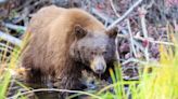 Nevada Wildlife Commission expected to allow hunters to kill more bears
