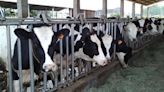 美國乳牛染禽流感！台灣牛急檢驗H5N1結果「全數陰性」：可安心購買