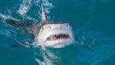¿Hay más ataques de tiburón este año? Esto dicen los expertos