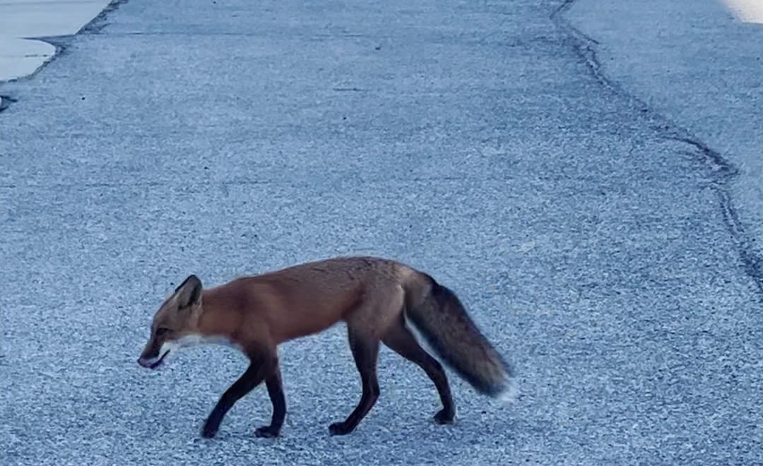 Lincoln Animal Control reports city's first case of rabid fox