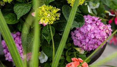 Here's where you can pick your own flowers for a Mother's Day gift.