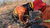 Bombeiros gaúchos resgatam animais silvestres de queimadas no Pantanal; veja vídeo | GZH