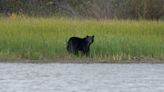 Shifting bear population could pose big problem for local farmers